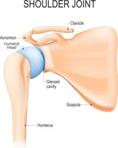 Shoulder joint anatomy illustration highlighting the clavicle, acromion, humeral head, glenoid cavity, scapula, and humerus, relevant to multidirectional instability and physical therapy treatments.
