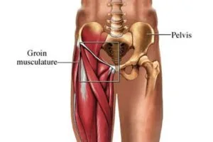 Illustration of human anatomy highlighting the groin musculature and pelvis, relevant to understanding groin strains and physical therapy treatments.
